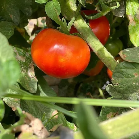 Dolores En Adeje 펜션