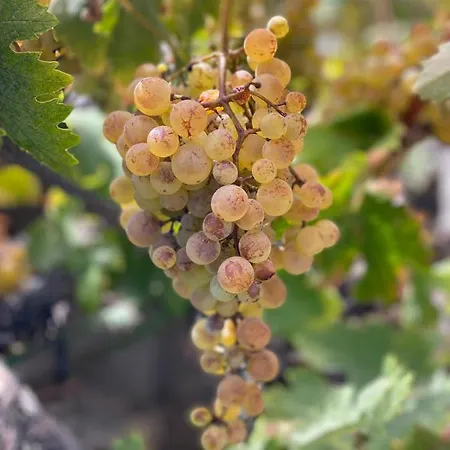 Dolores En Adeje * 아데제