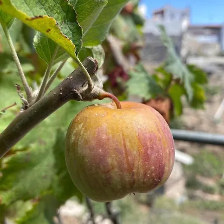 펜션 Dolores En Adeje 아데제