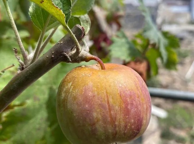 Vakantiehuis Dolores En Adeje Costa Adeje (Tenerife)