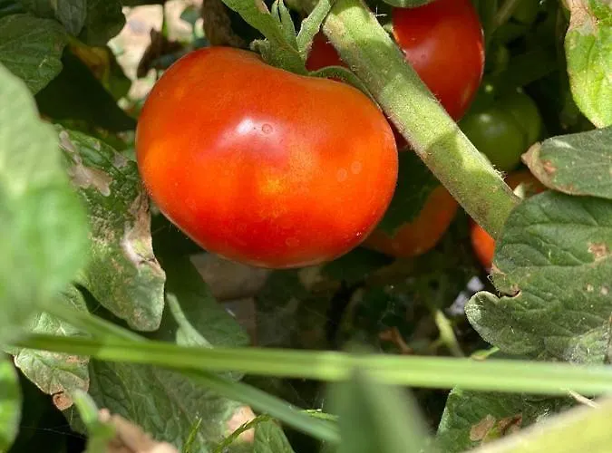 Dolores En Adeje بيت للعطل