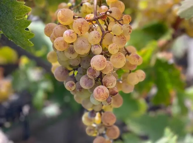 Dolores En Adeje * أذيخي